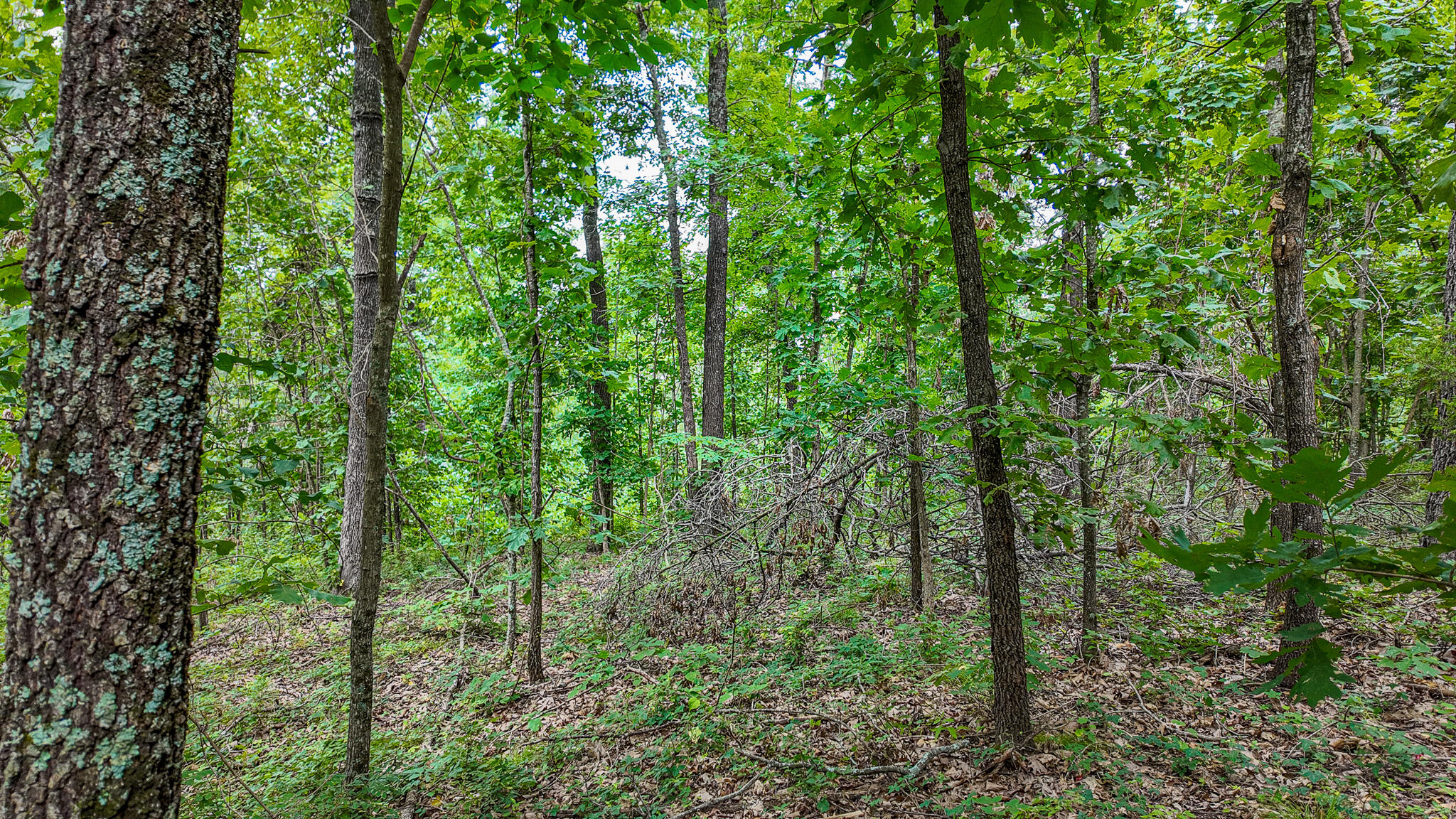 Photo 35 - Land for sale – 0000 NE 251 Road  Osceola, MO