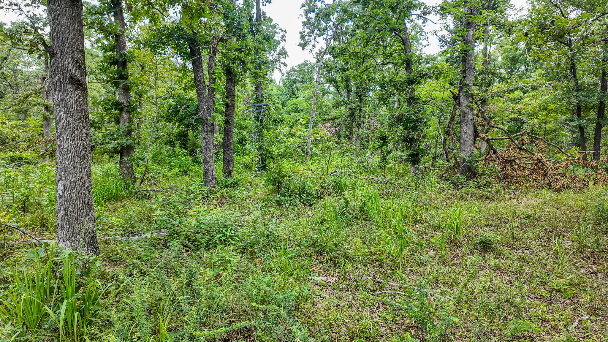Photo 44 - Land for sale – 0000 NE 251 Road  Osceola, MO
