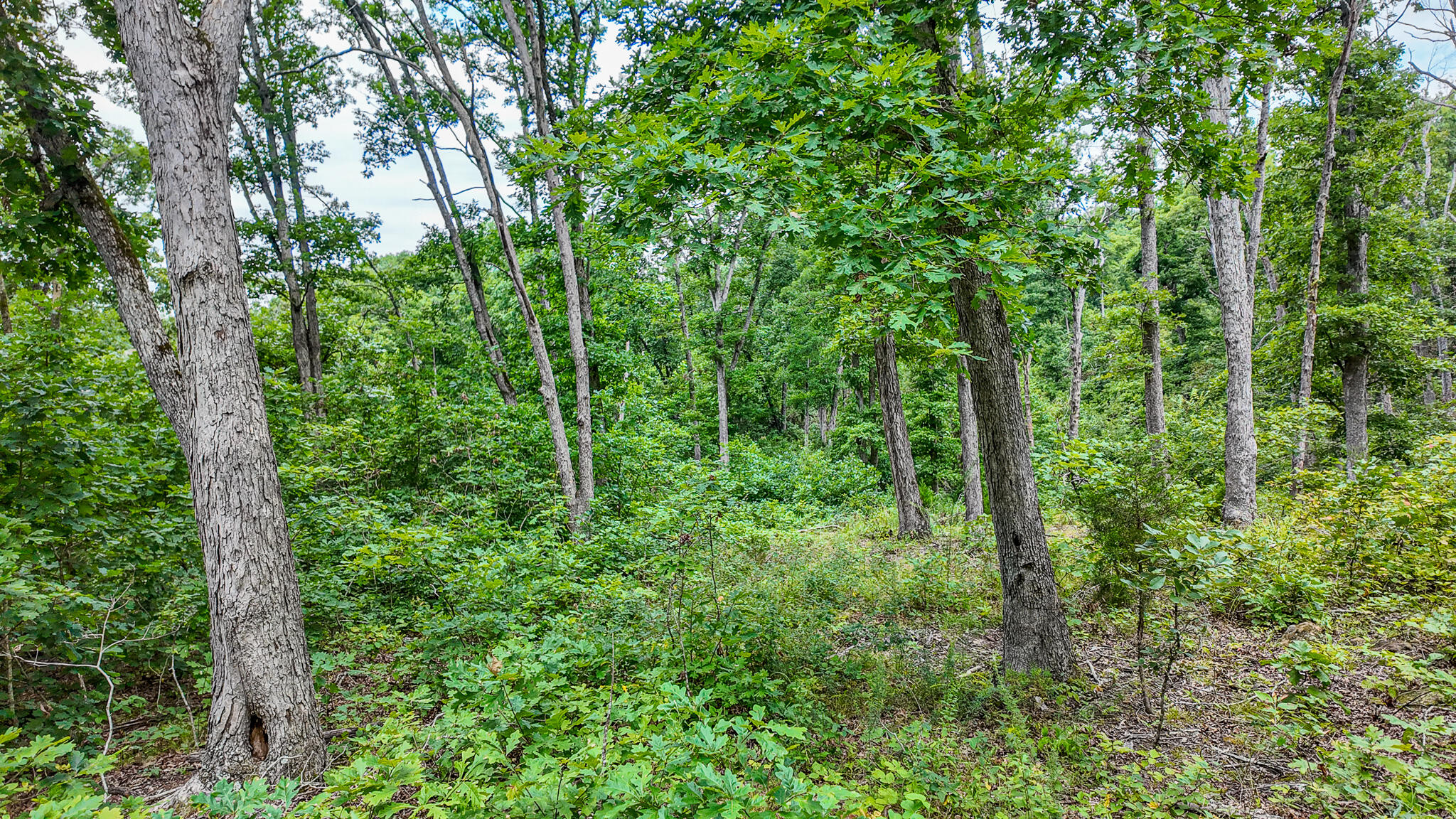 Photo 41 - Land for sale – 0000 NE 251 Road  Osceola, MO