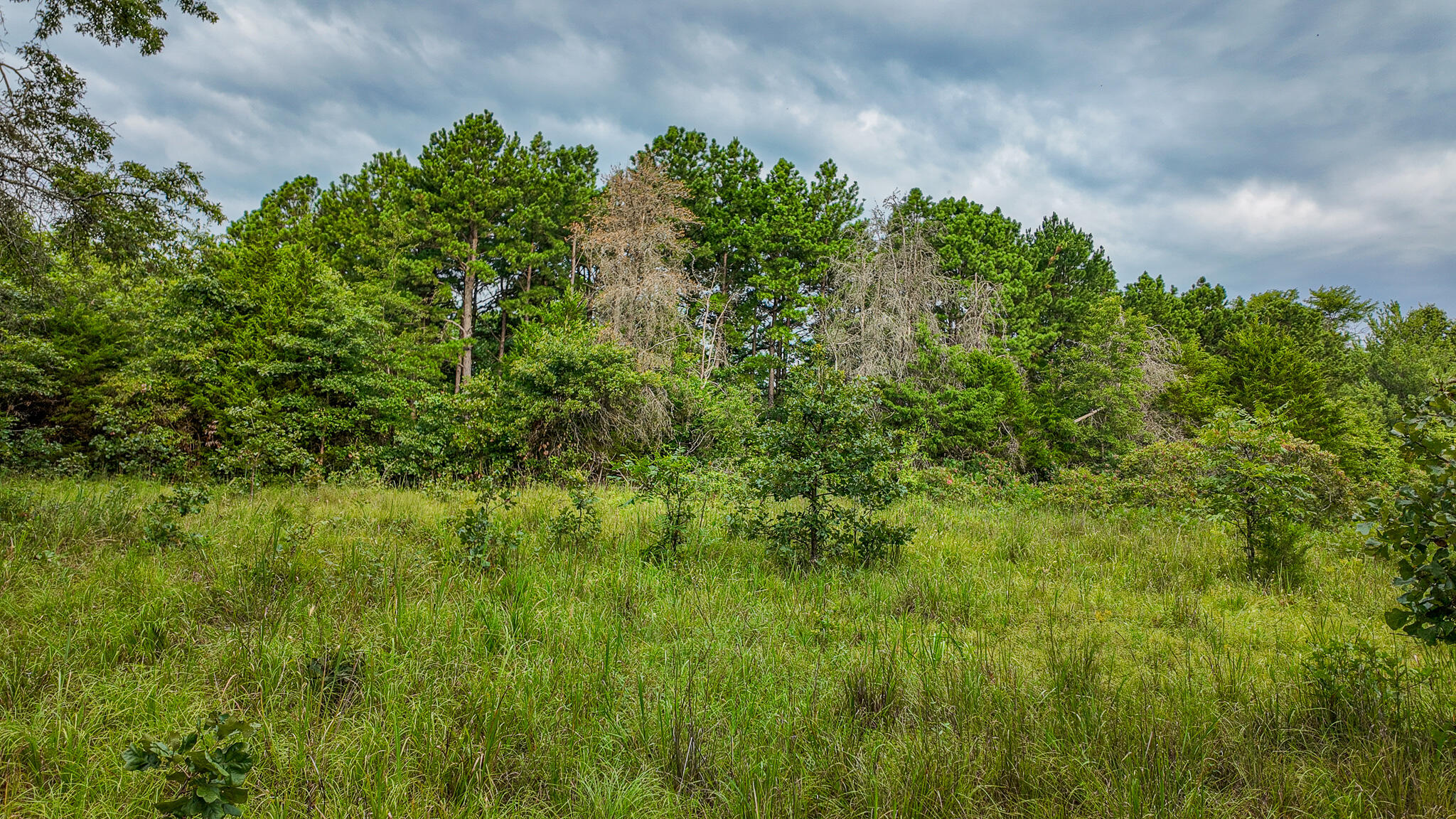 Photo 15 - Land for sale – 0000 NE 251 Road  Osceola, MO