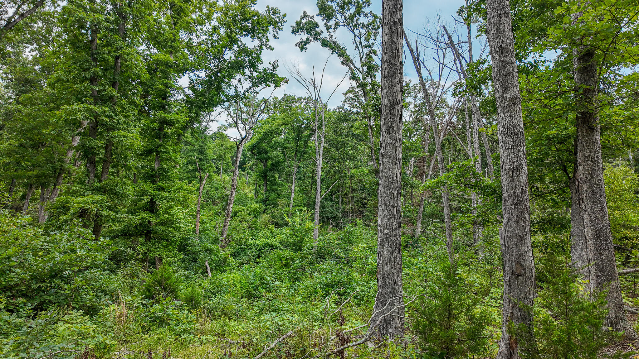 Photo 42 - Land for sale – 0000 NE 251 Road  Osceola, MO