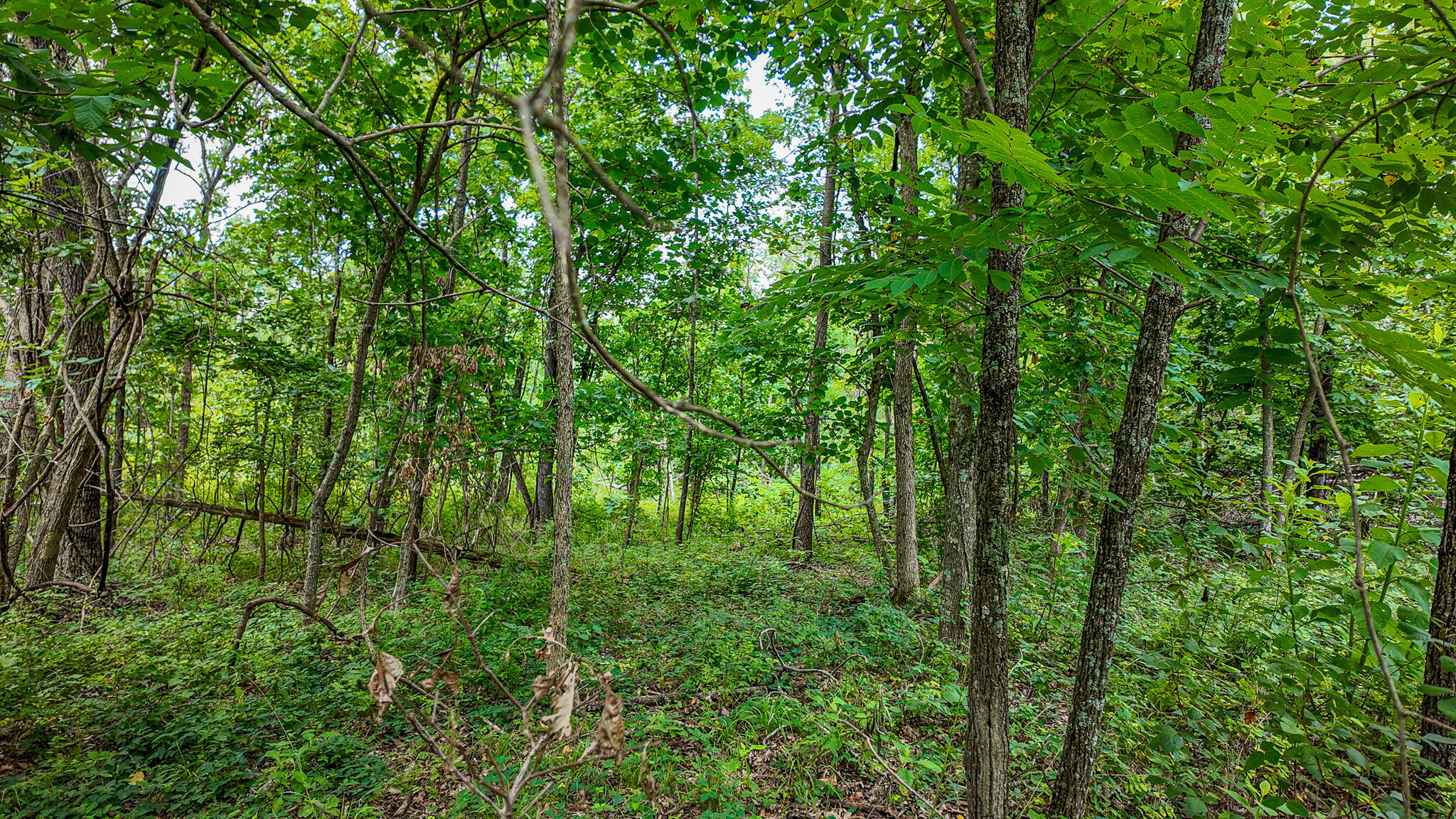 Photo 33 - Land for sale – 0000 NE 251 Road  Osceola, MO