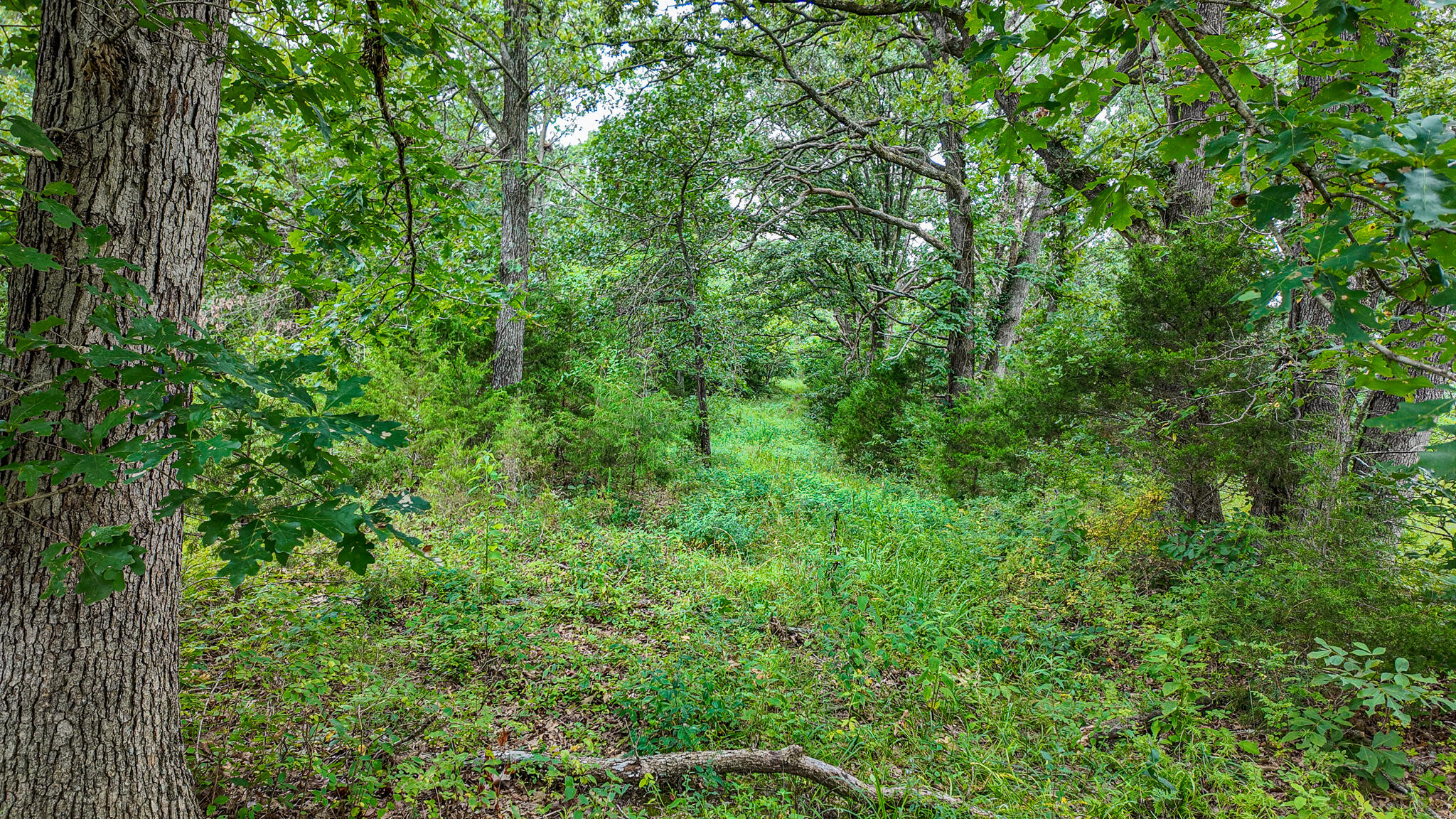 Photo 8 - Land for sale – 0000 NE 251 Road  Osceola, MO