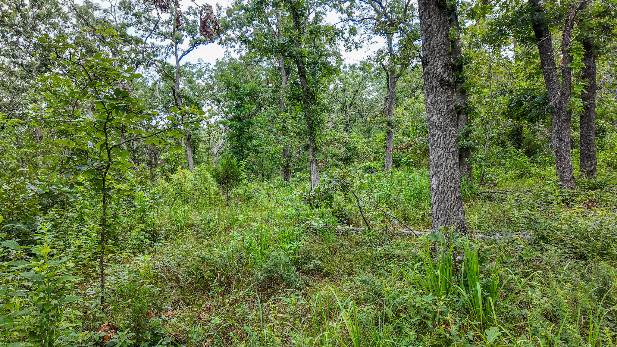 Photo 43 - Land for sale – 0000 NE 251 Road  Osceola, MO