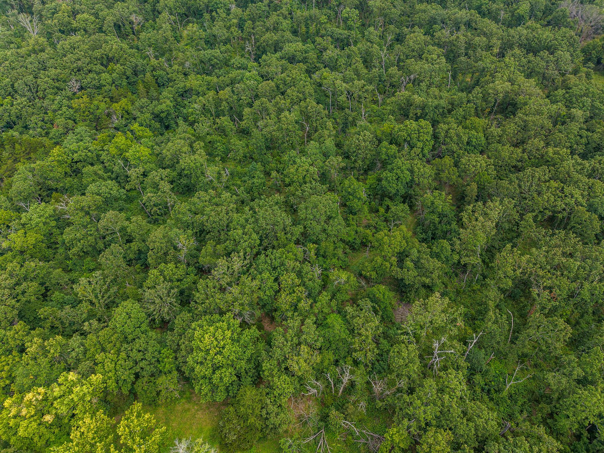Photo 77 - Land for sale – 0000 NE 251 Road  Osceola, MO