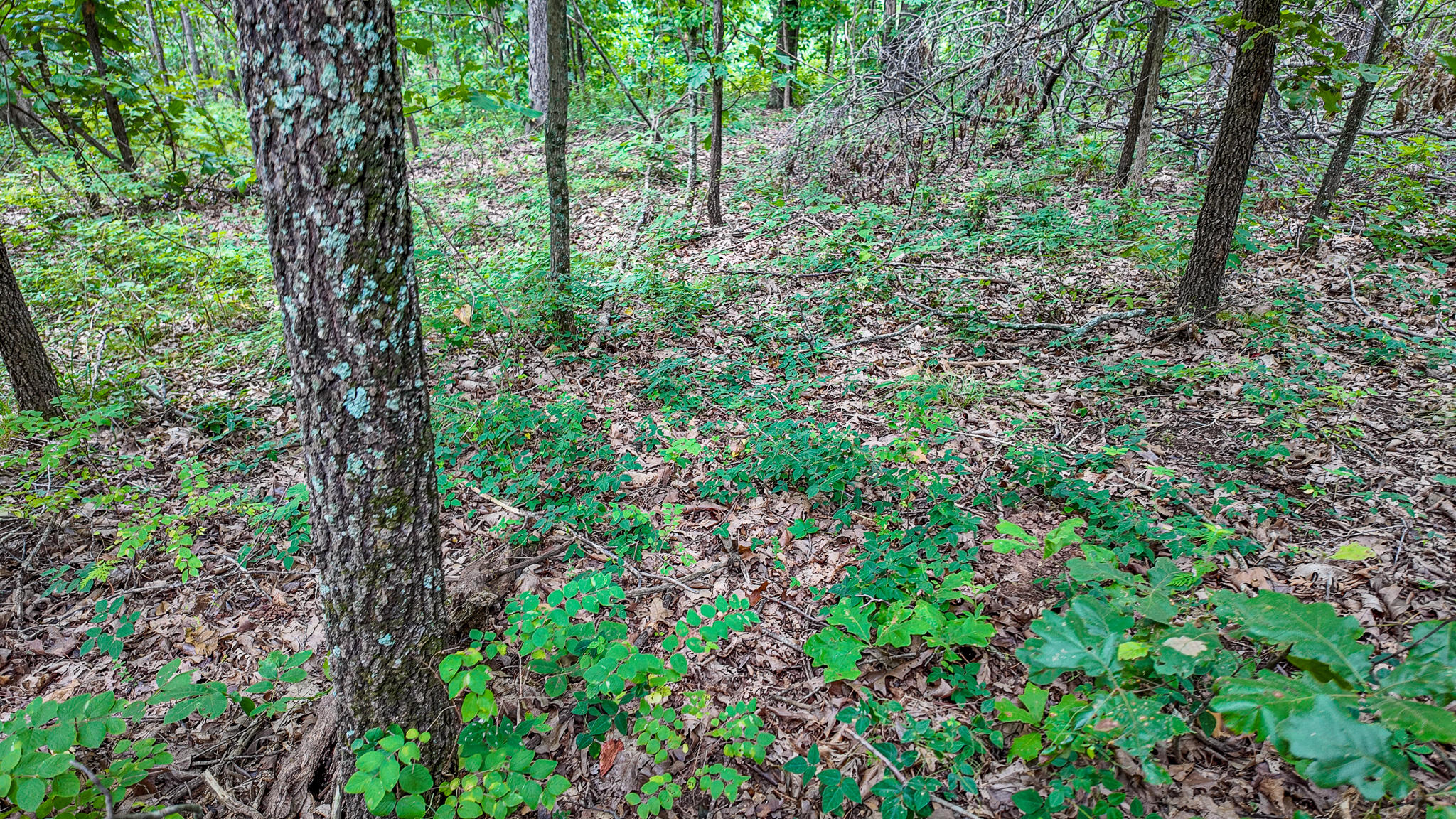 Photo 34 - Land for sale – 0000 NE 251 Road  Osceola, MO