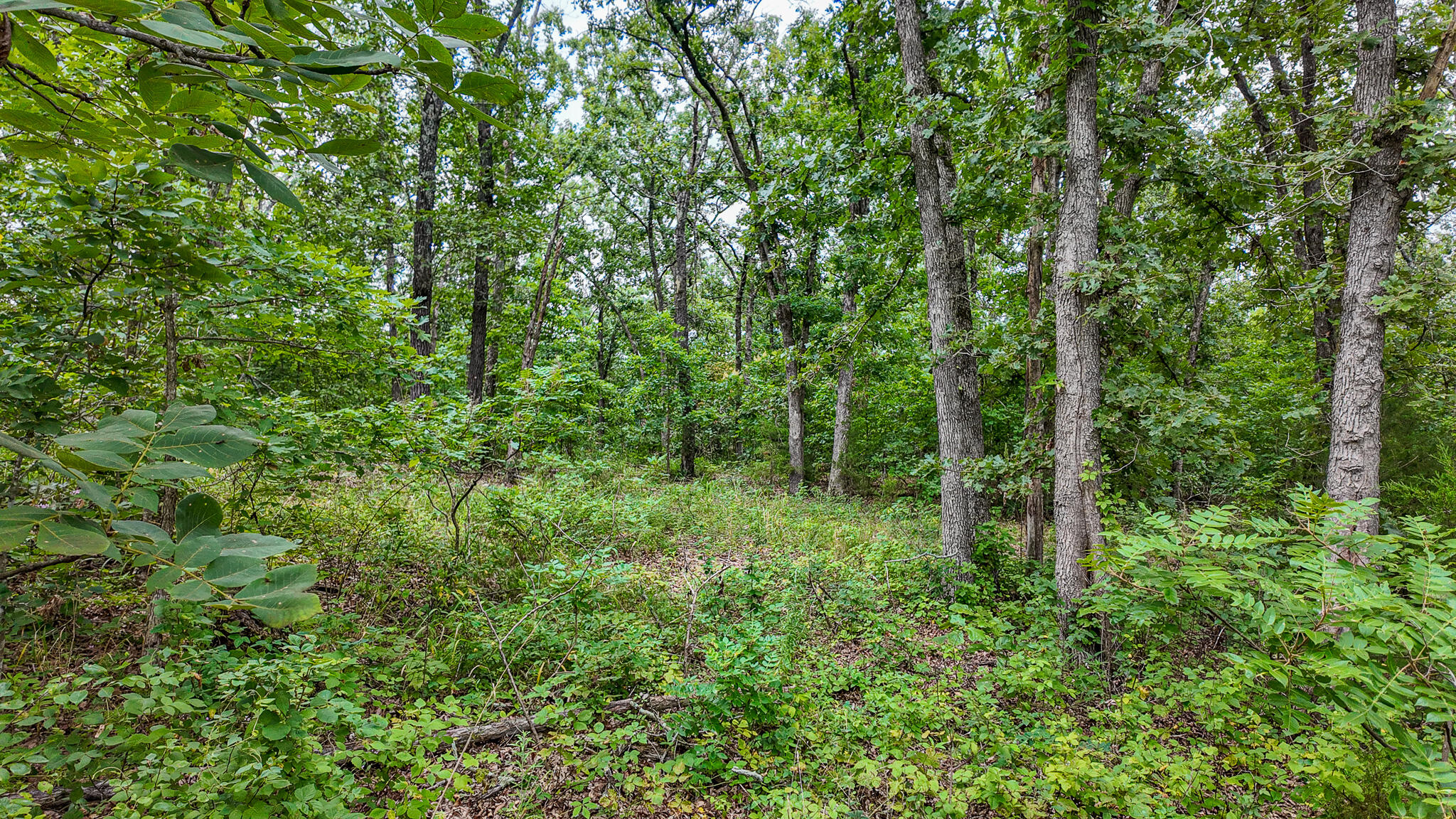 Photo 39 - Land for sale – 0000 NE 251 Road  Osceola, MO