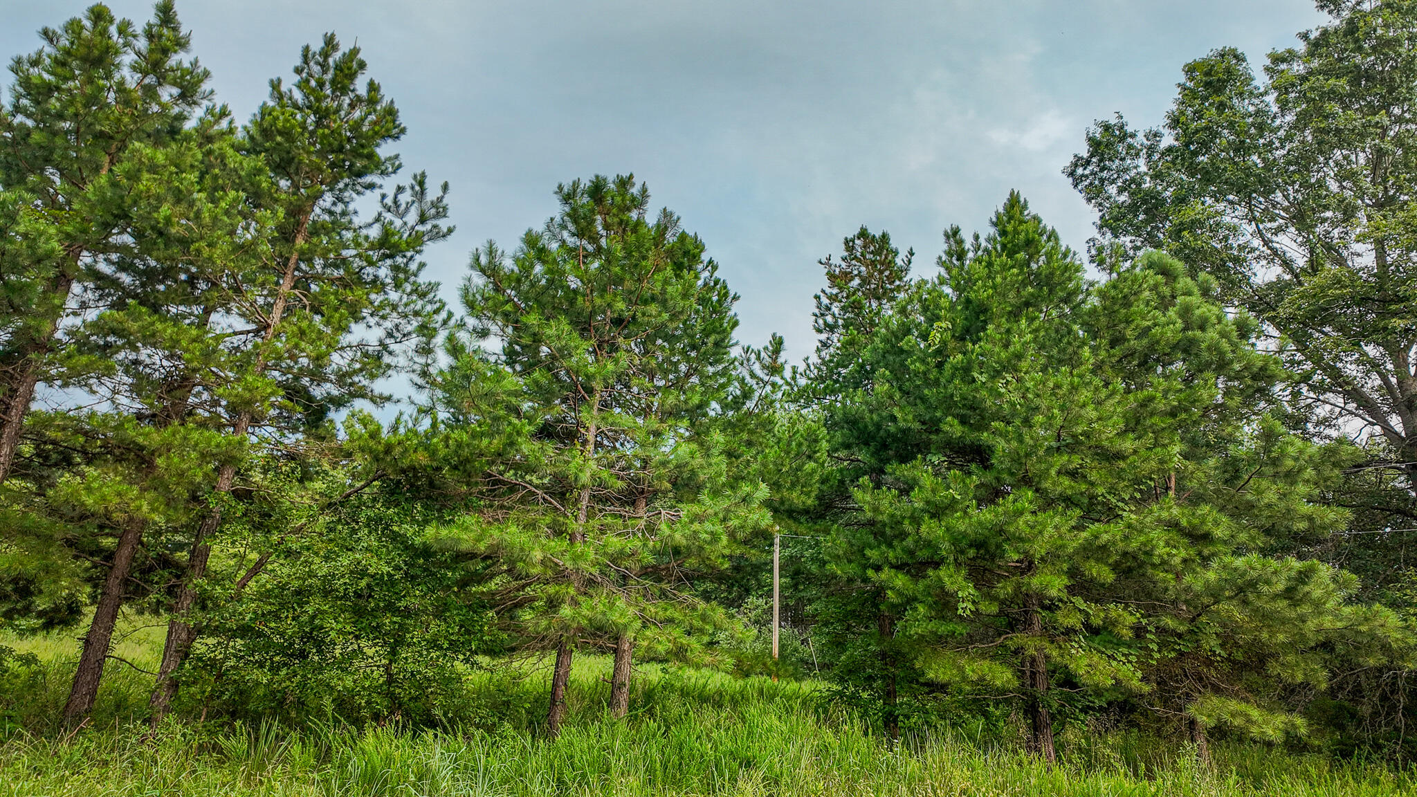 Photo 10 - Land for sale – 0000 NE 251 Road  Osceola, MO