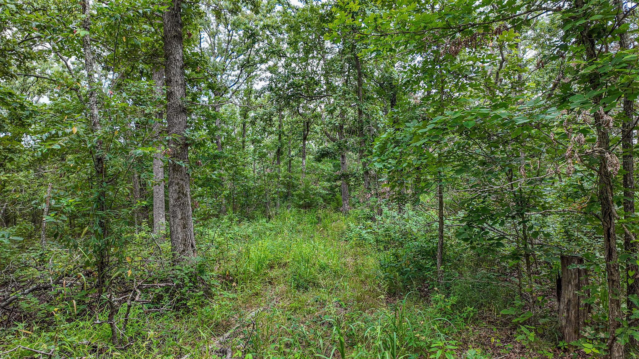 Photo 37 - Land for sale – 0000 NE 251 Road  Osceola, MO