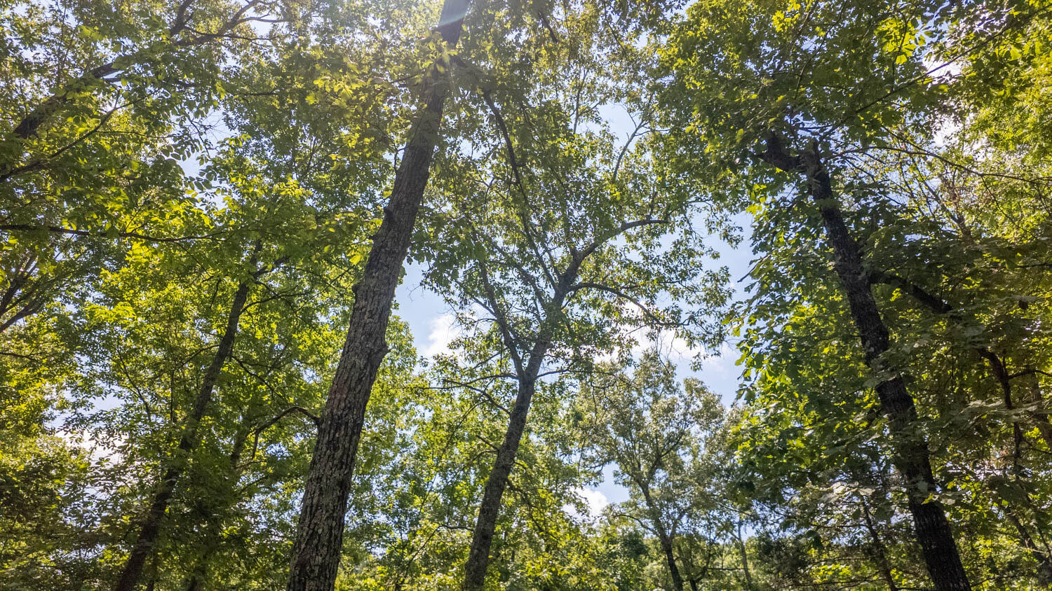 Photo 11 - Land for sale – Tract 3  Upper Janes Creek Road  Ravenden, AR
