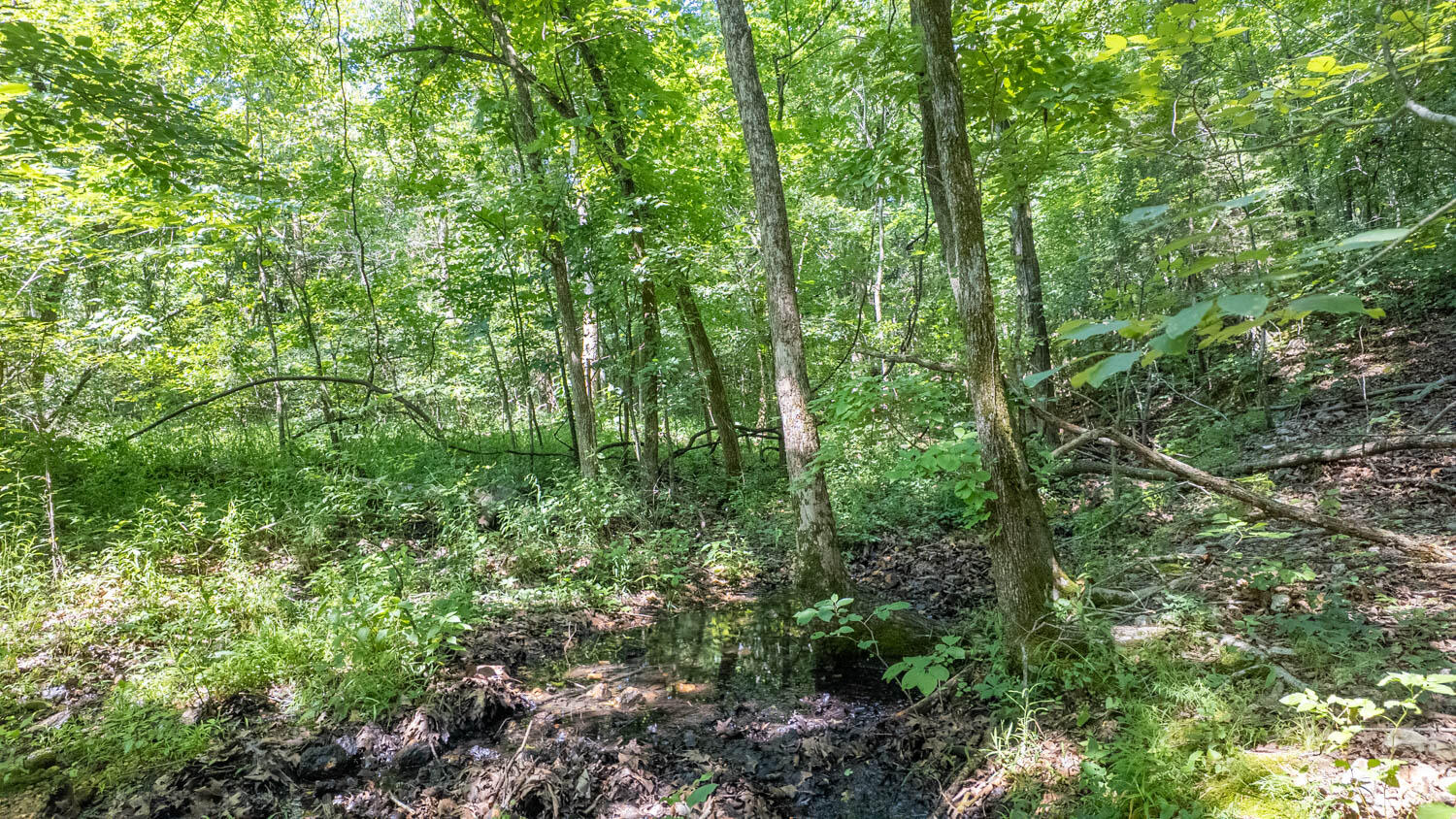 Photo 4 - Land for sale – Tract 3  Upper Janes Creek Road  Ravenden, AR