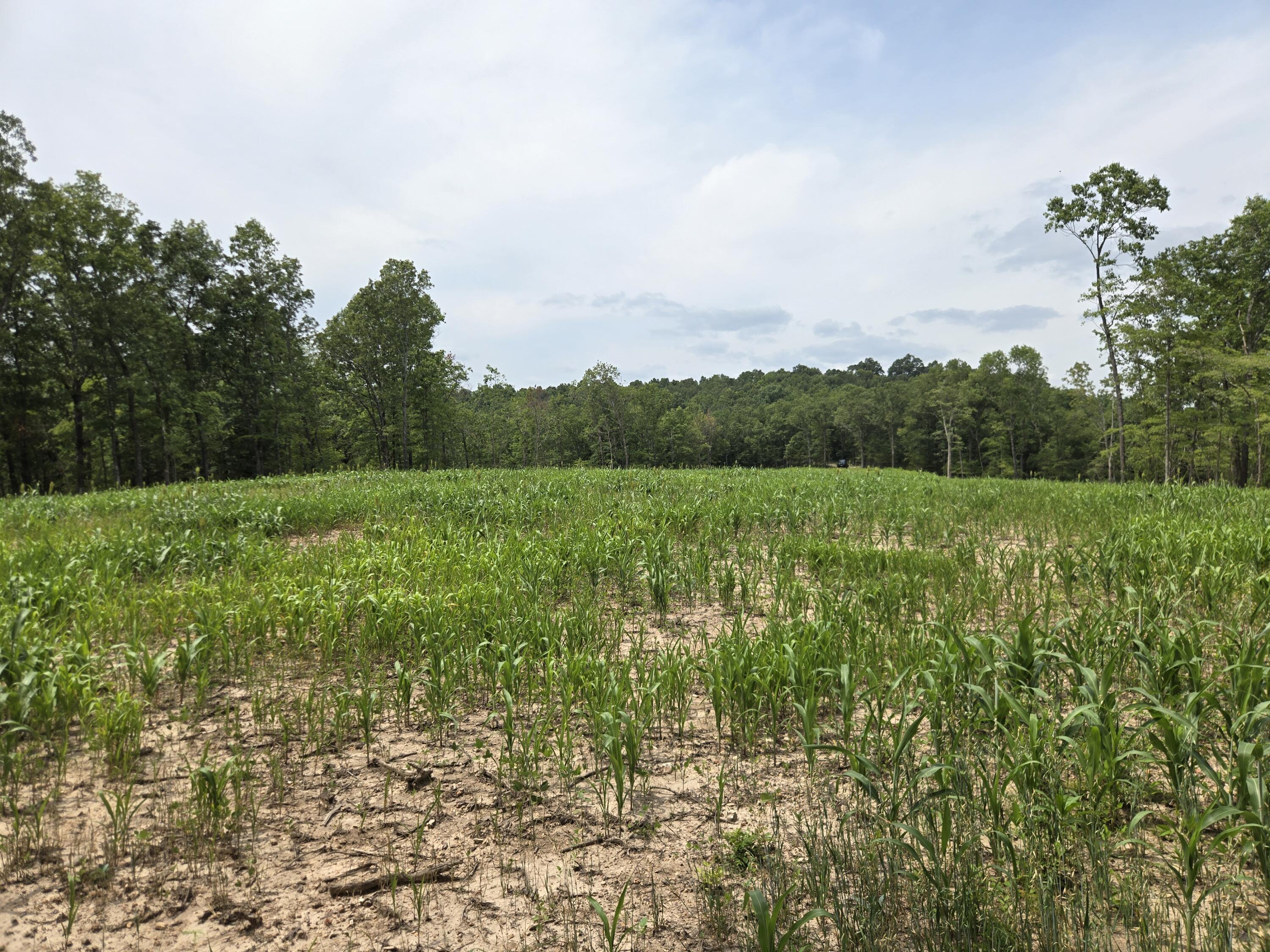Photo 19 - Land for sale – 000  76-126   Norwood, MO