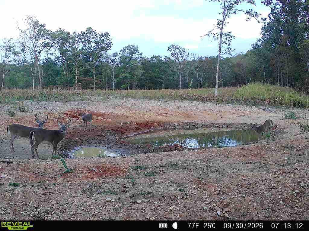 Photo 4 - Land for sale – 000  76-126   Norwood, MO