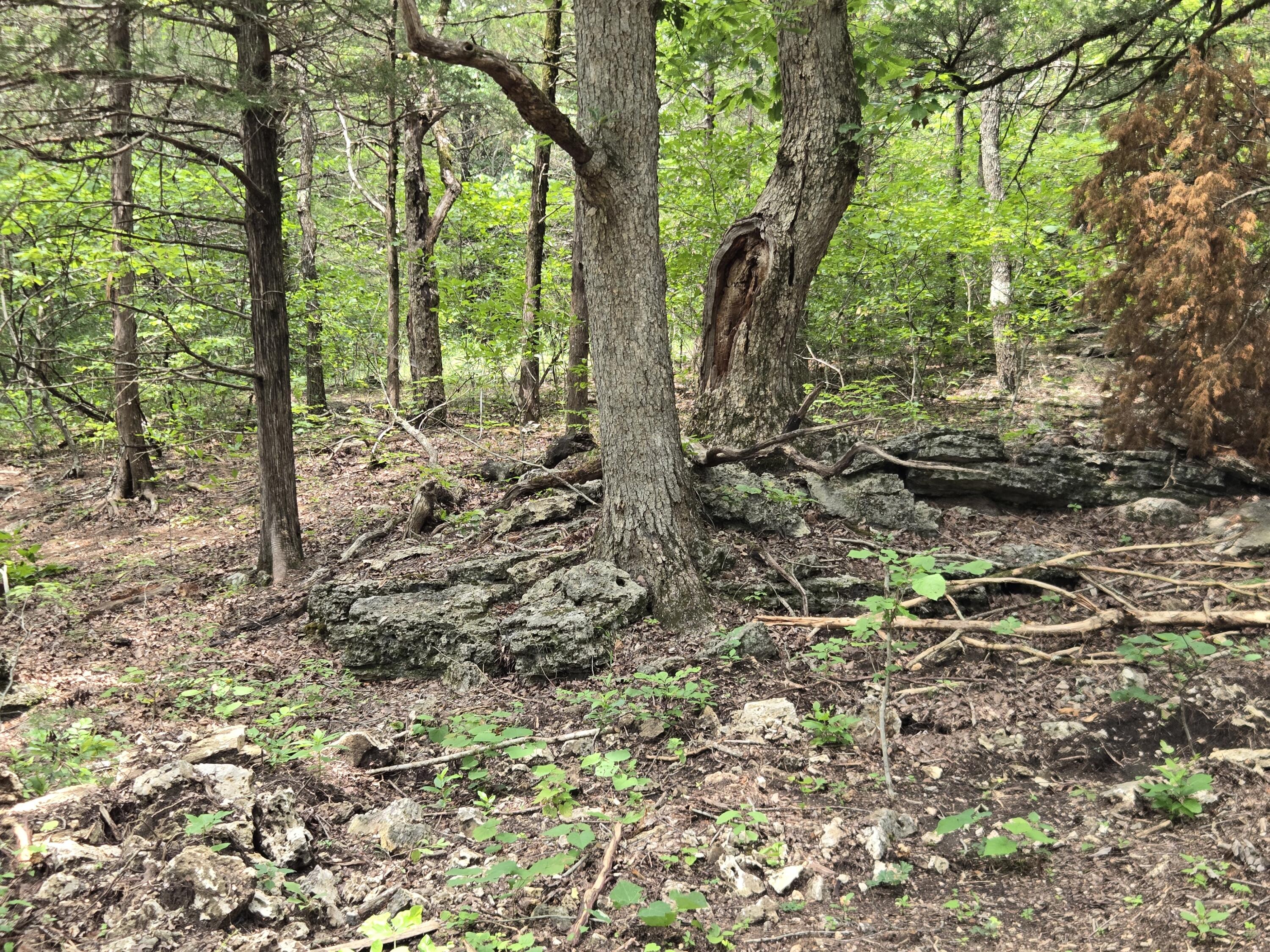 Photo 20 - Land for sale – 000  76-126   Norwood, MO