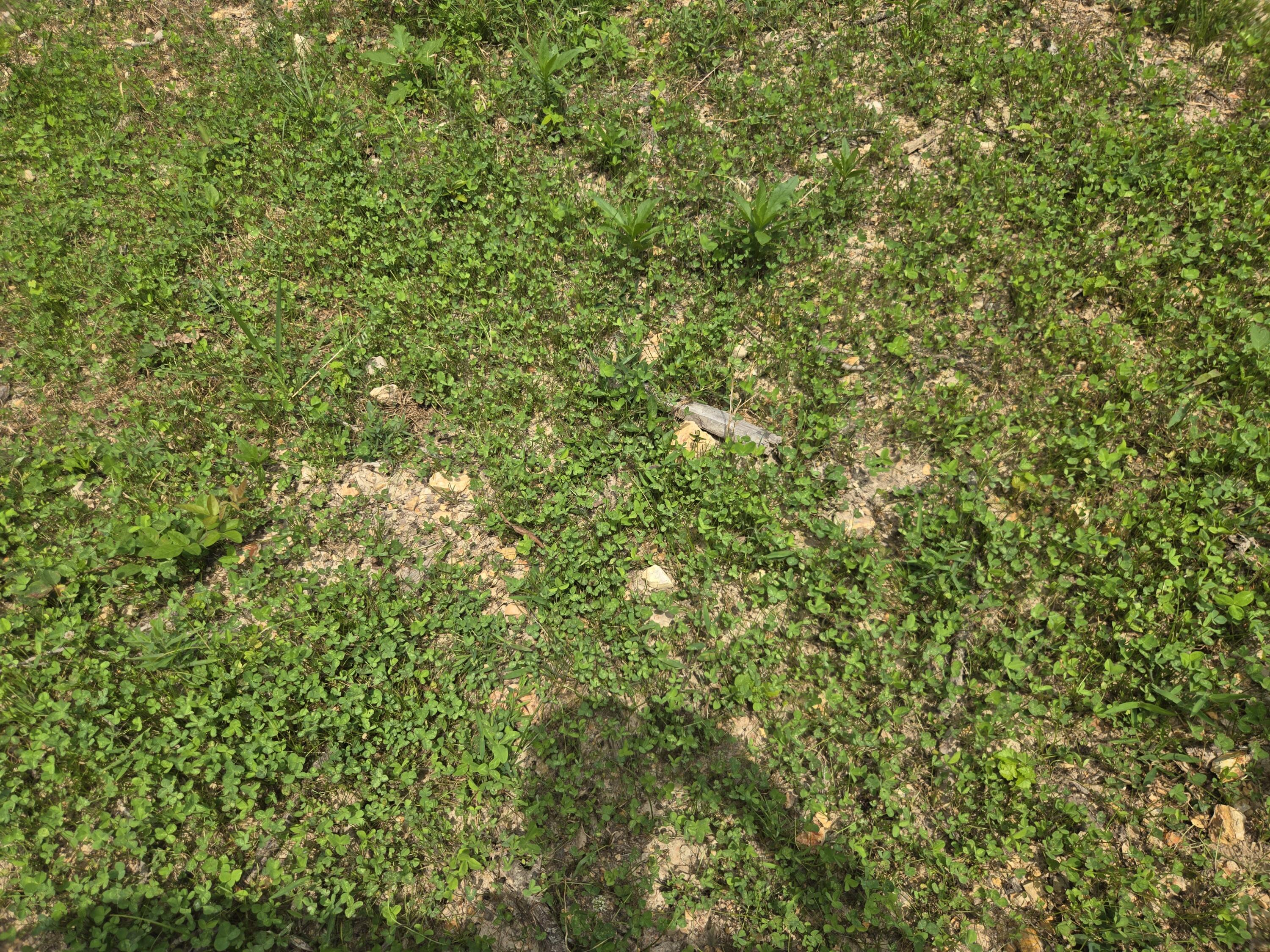 Photo 21 - Land for sale – 000  76-126   Norwood, MO