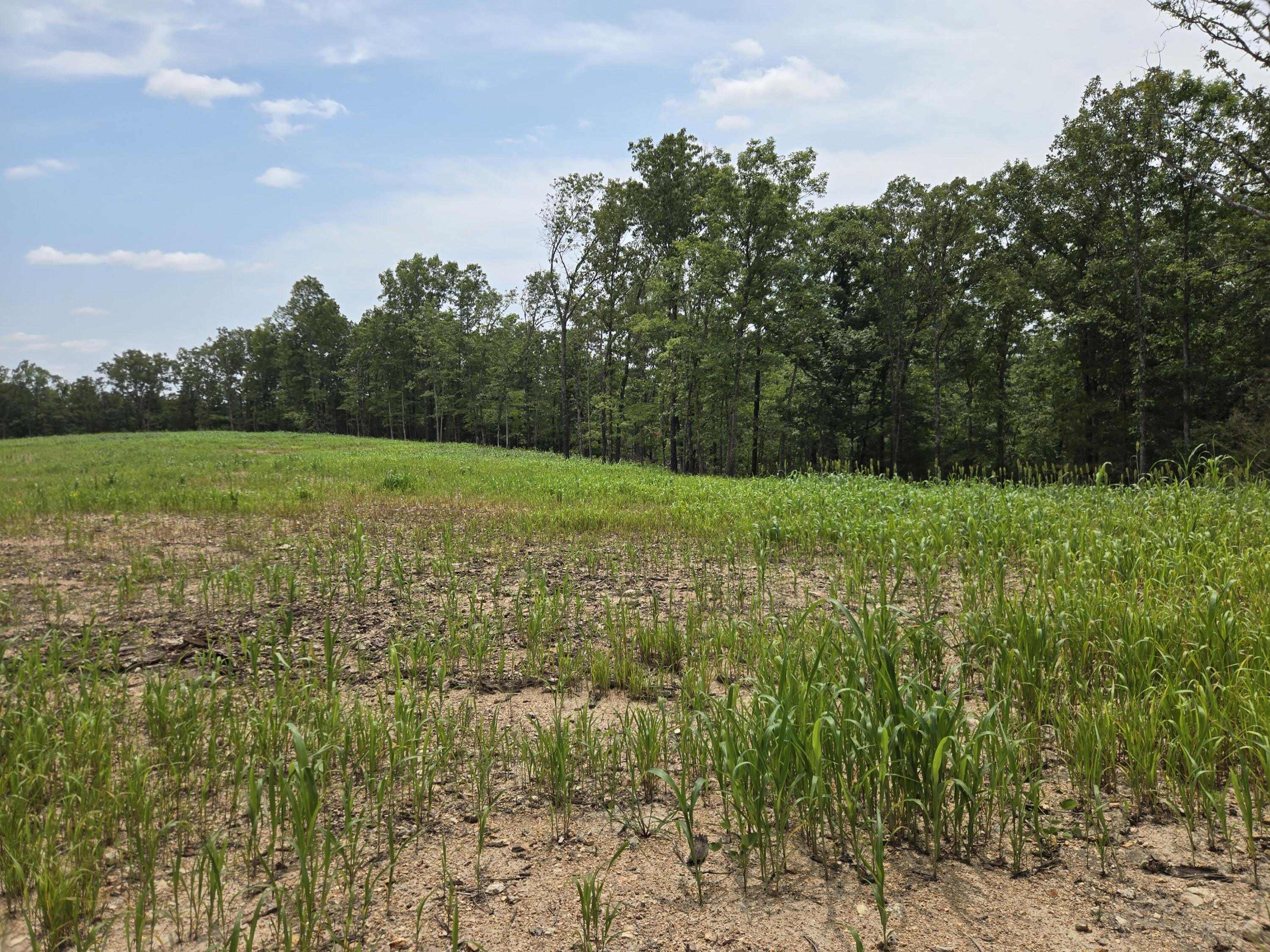 Photo 9 - Land for sale – 000  76-126   Norwood, MO