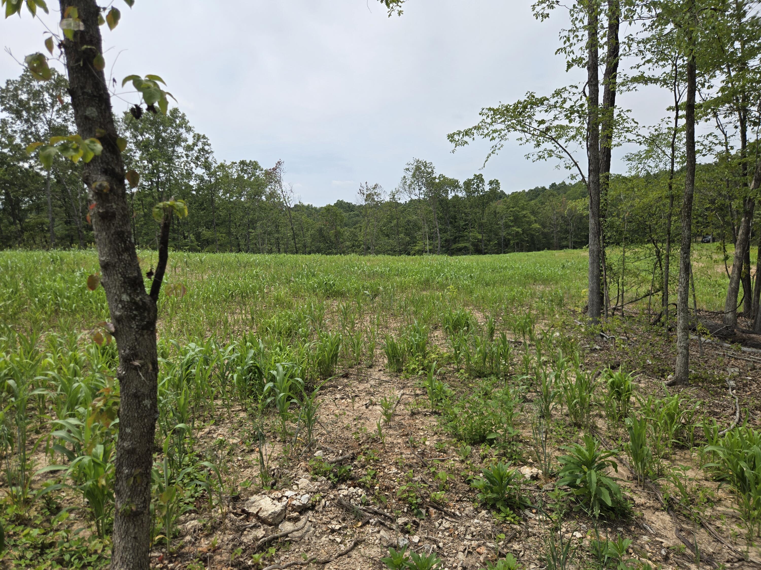 Photo 27 - Land for sale – 000  76-126   Norwood, MO