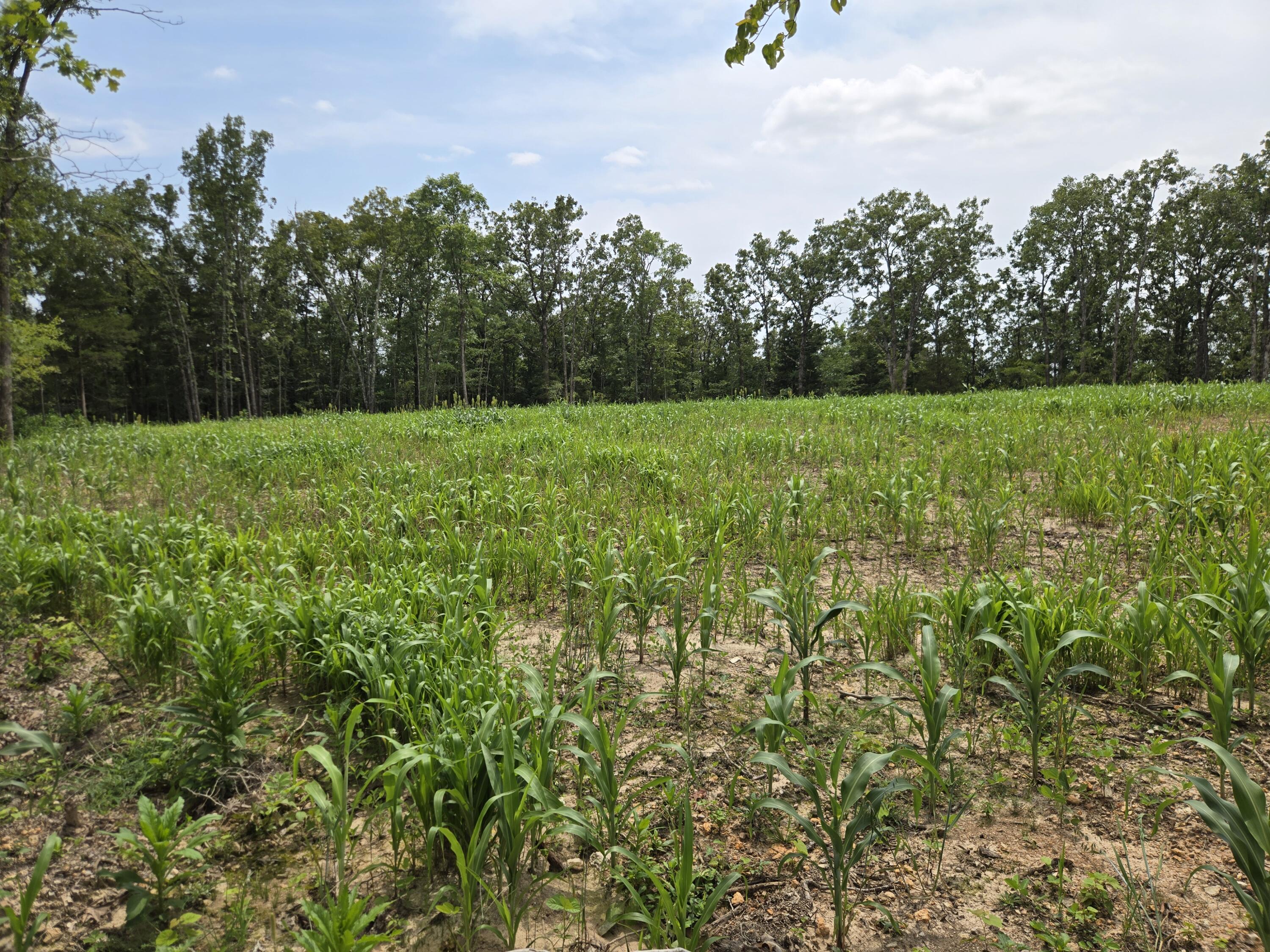 Photo 26 - Land for sale – 000  76-126   Norwood, MO