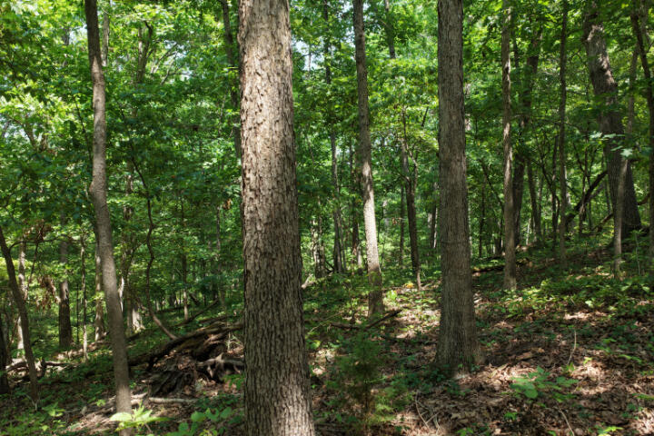 Photo 28 - Land for sale – 000  Highway 5   Gravois Mills, MO