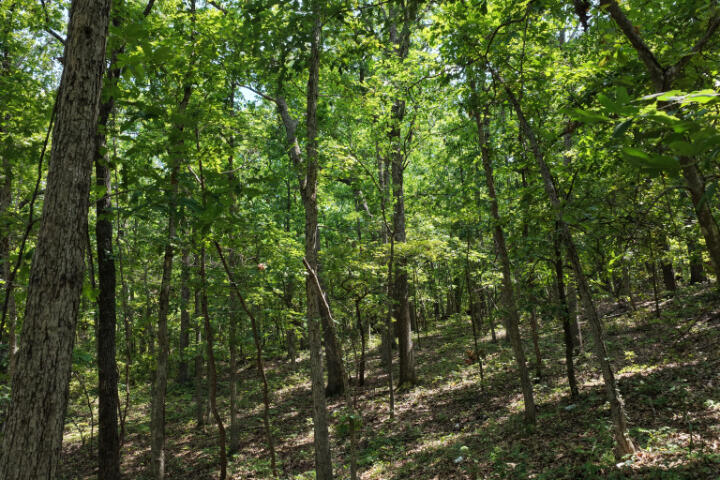 Photo 23 - Land for sale – 000  Highway 5   Gravois Mills, MO