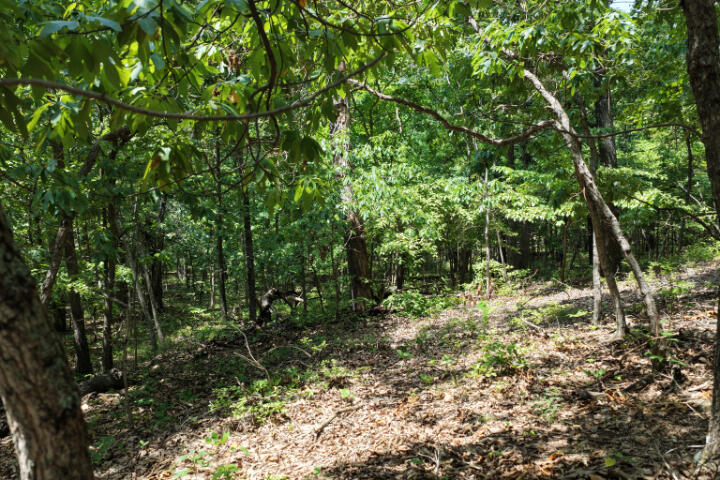 Photo 17 - Land for sale – 000  Highway 5   Gravois Mills, MO
