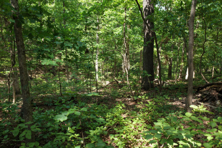Photo 30 - Land for sale – 000  Highway 5   Gravois Mills, MO