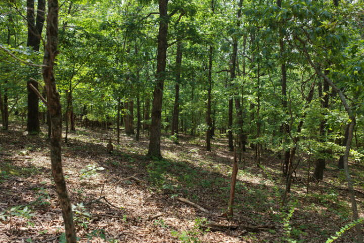 Photo 16 - Land for sale – 000  Highway 5   Gravois Mills, MO