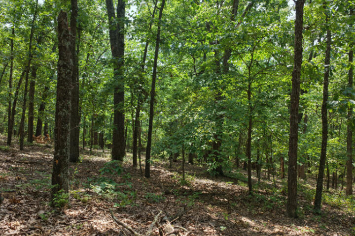 Photo 15 - Land for sale – 000  Highway 5   Gravois Mills, MO