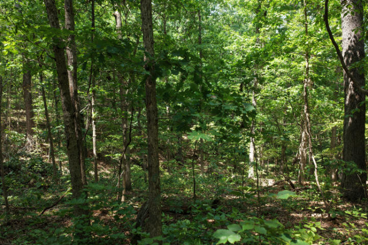 Photo 29 - Land for sale – 000  Highway 5   Gravois Mills, MO