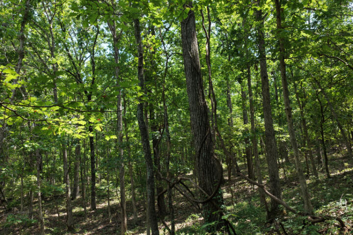Photo 22 - Land for sale – 000  Highway 5   Gravois Mills, MO