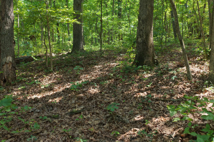 Photo 9 - Land for sale – 000  Highway 5   Gravois Mills, MO