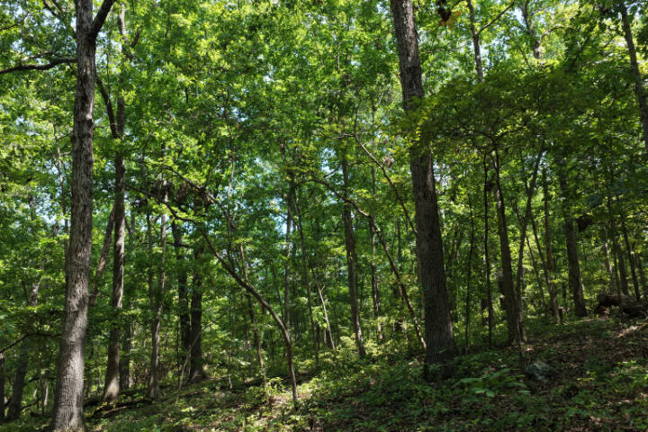 Photo 24 - Land for sale – 000  Highway 5   Gravois Mills, MO
