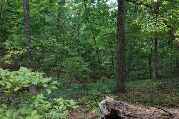 Photo 32 - Land for sale – 000  Highway 5   Gravois Mills, MO