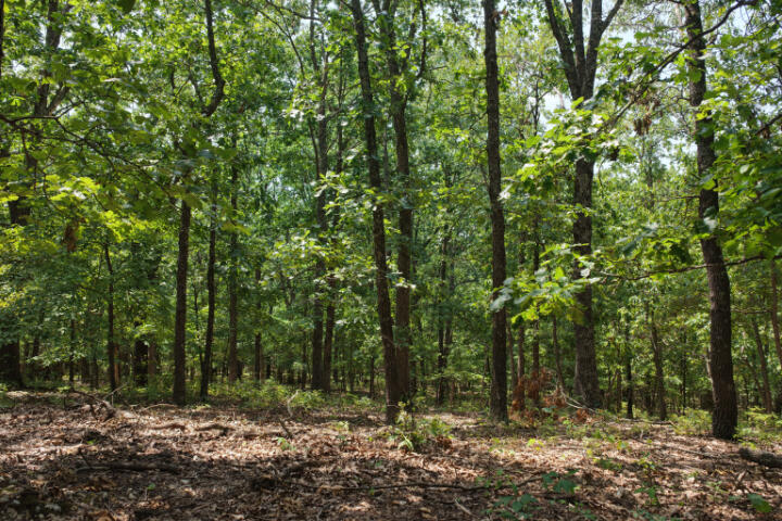 Photo 7 - Land for sale – 000  Highway 5   Gravois Mills, MO