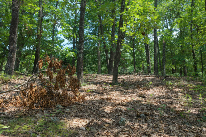 Photo 19 - Land for sale – 000  Highway 5   Gravois Mills, MO