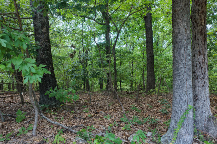 Photo 6 - Land for sale – 000  Highway 5   Gravois Mills, MO