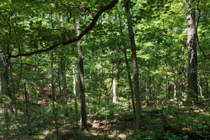 Photo 26 - Land for sale – 000  Highway 5   Gravois Mills, MO