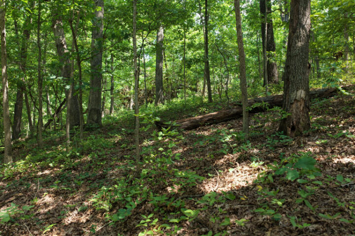 Photo 27 - Land for sale – 000  Highway 5   Gravois Mills, MO