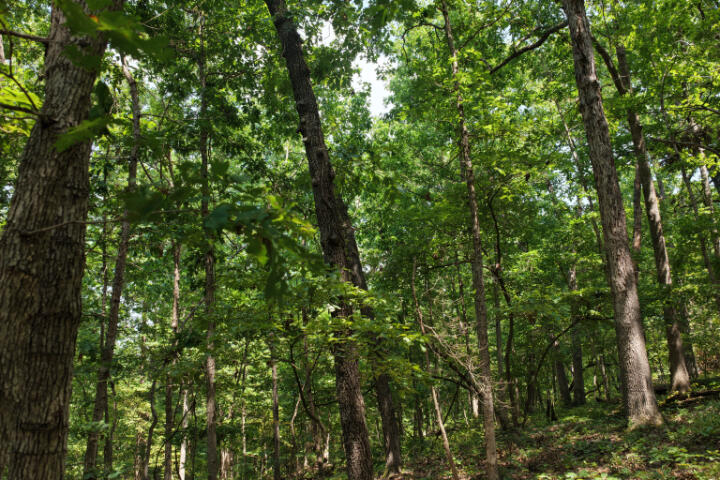 Photo 25 - Land for sale – 000  Highway 5   Gravois Mills, MO