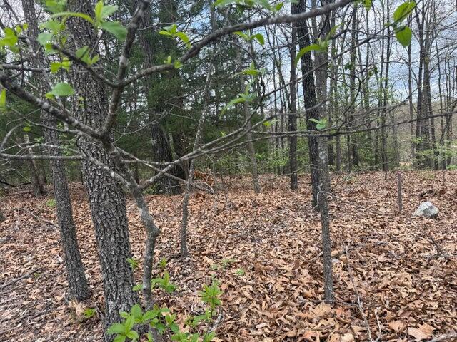 Photo 2 - Land for sale – 000  Entry Road  Ridgedale, MO