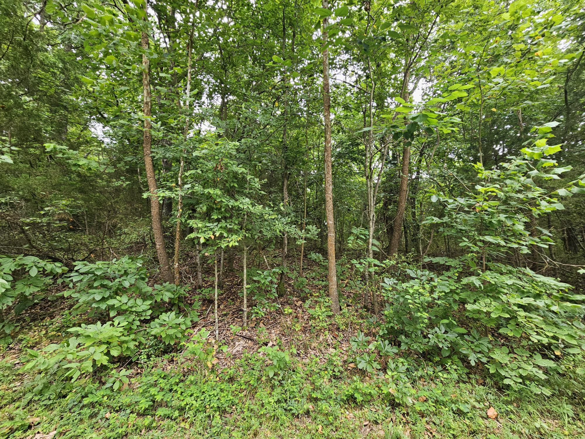 Photo 10 - Land for sale – 000-18 Ac  Westview Road  Neosho, MO