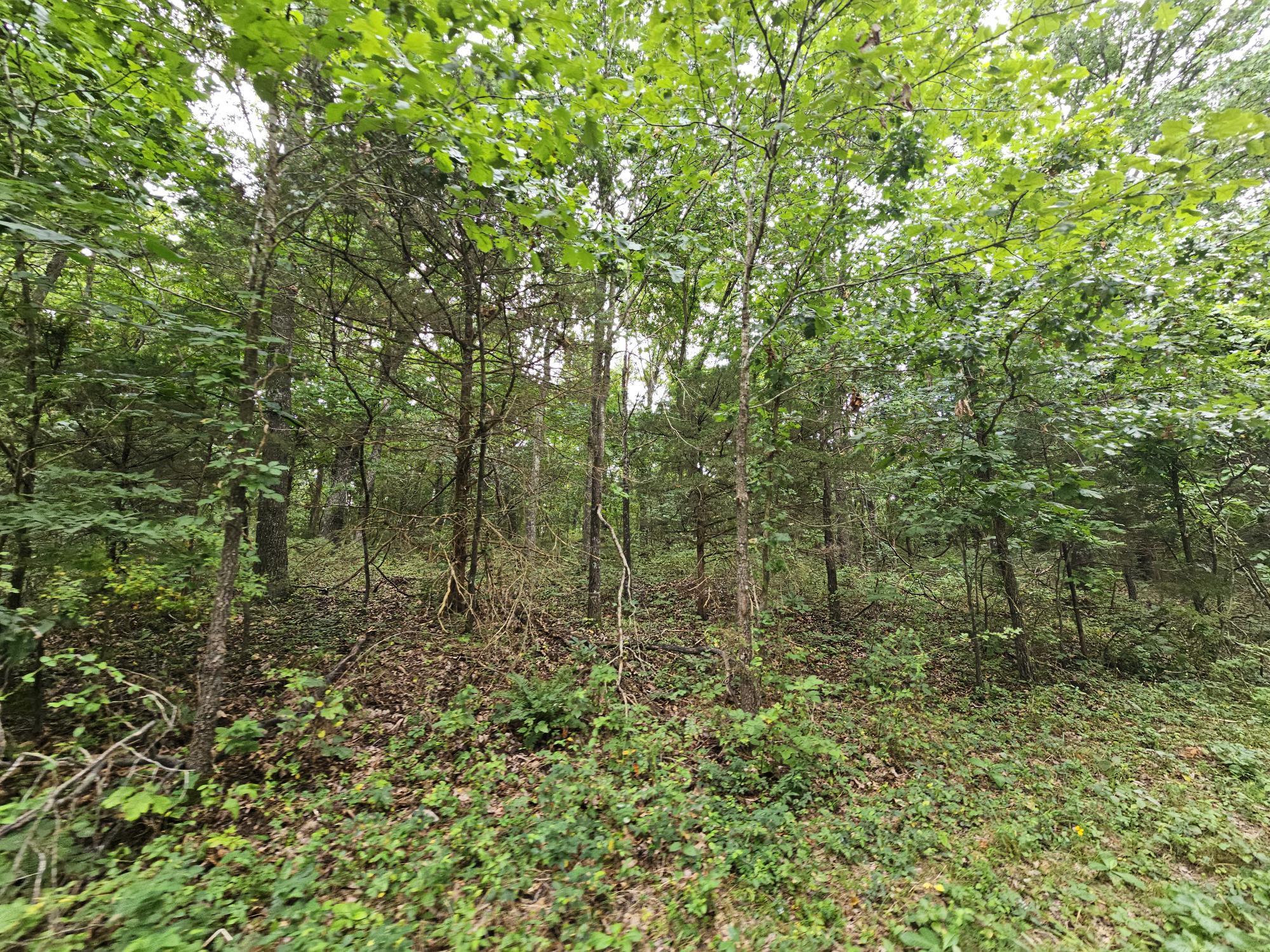 Photo 3 - Land for sale – 000-18 Ac  Westview Road  Neosho, MO