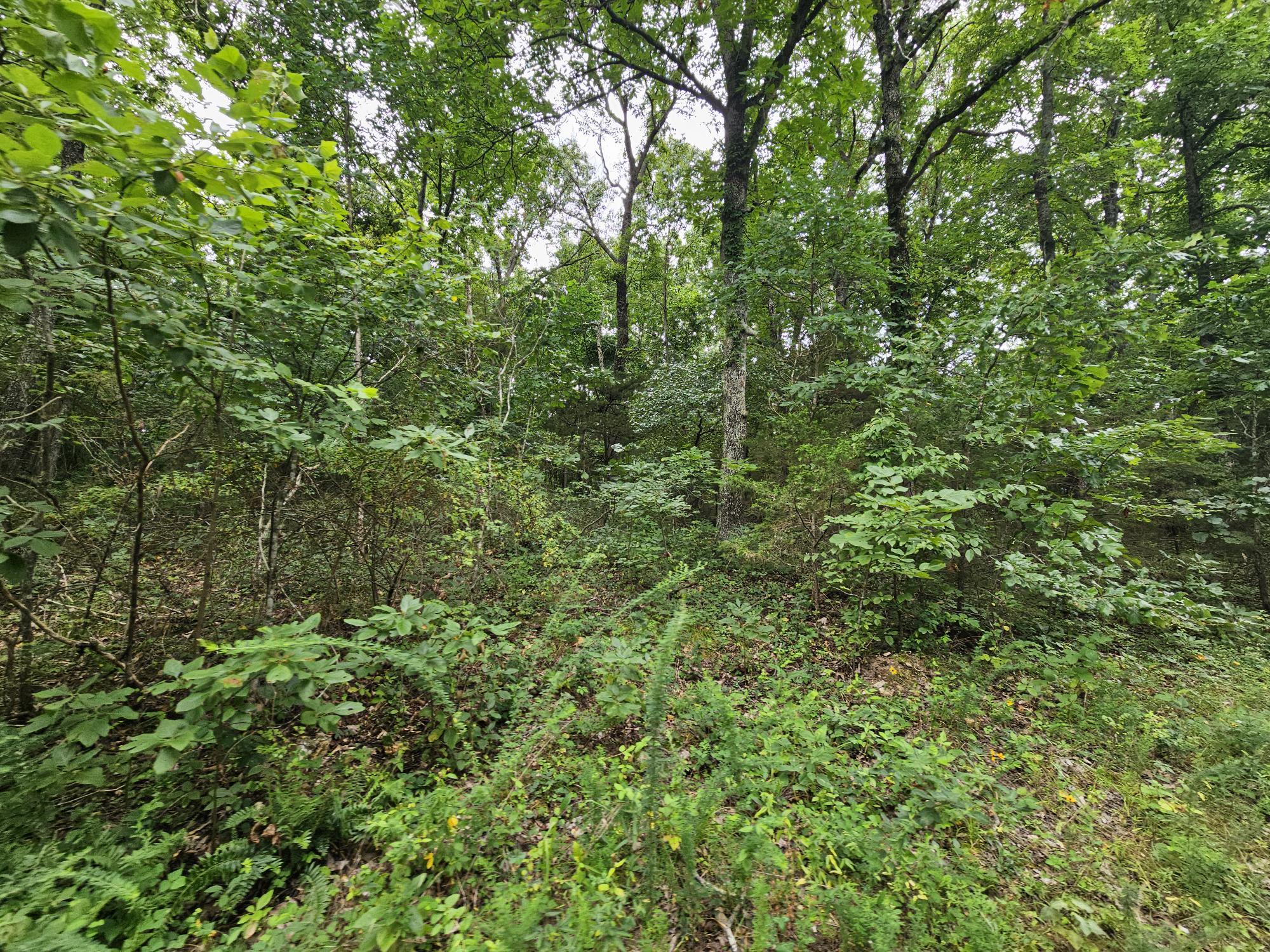 Photo 5 - Land for sale – 000-18 Ac  Westview Road  Neosho, MO
