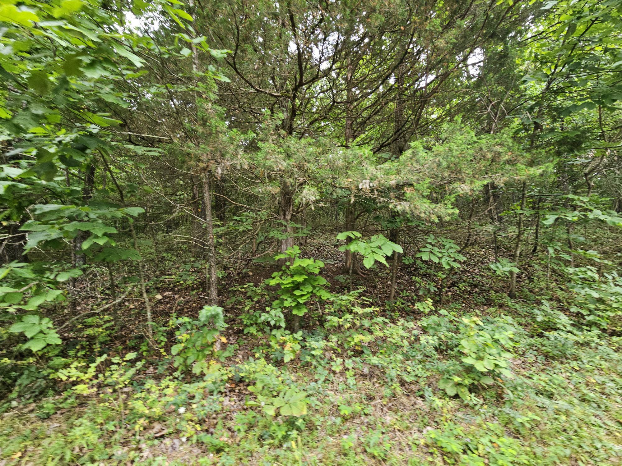 Photo 4 - Land for sale – 000-18 Ac  Westview Road  Neosho, MO