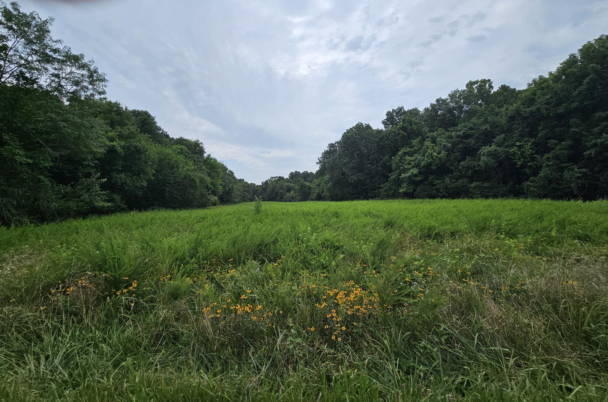 Photo 9 - Land for sale – 000-18 Ac  Westview Road  Neosho, MO