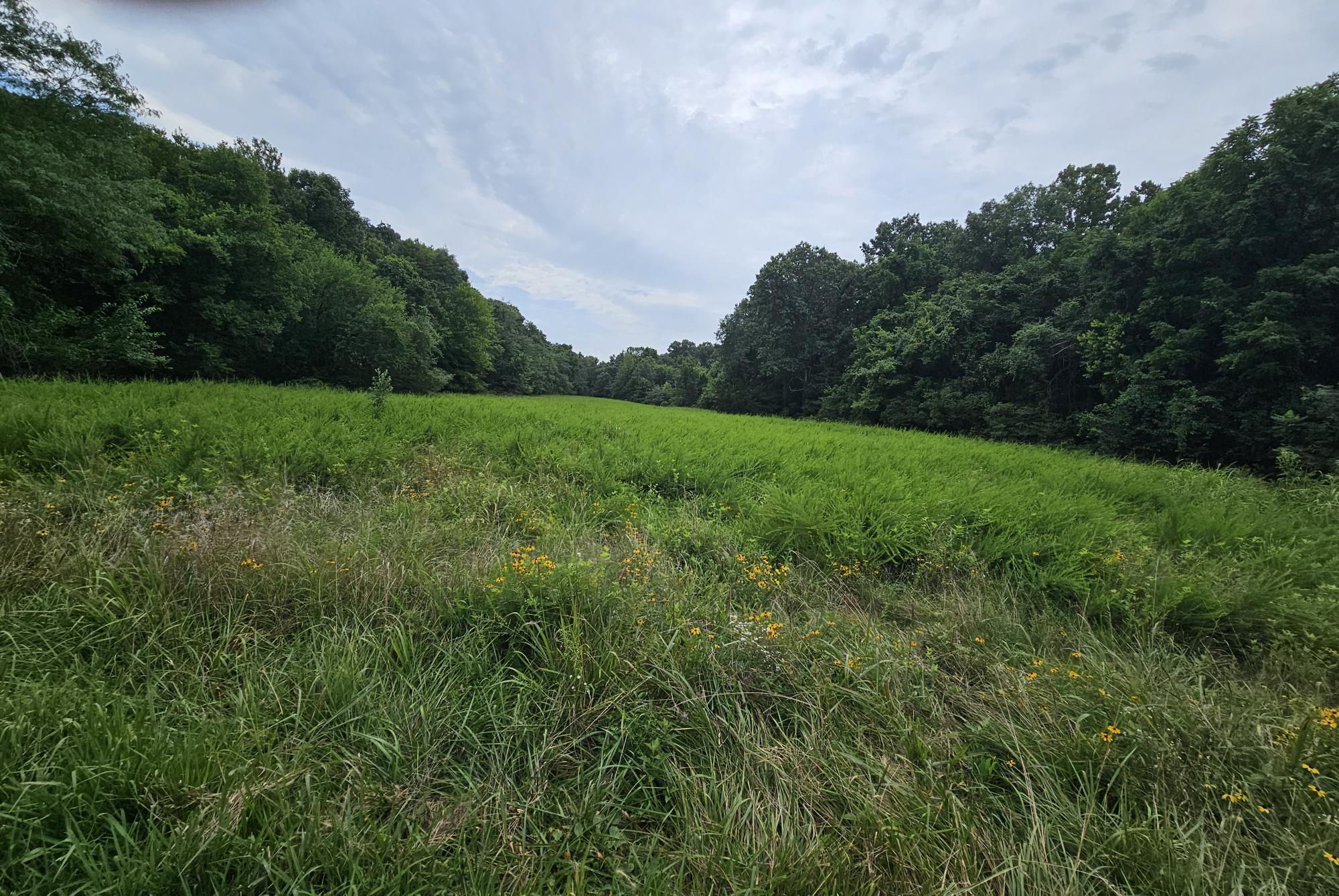 Photo 8 - Land for sale – 000-18 Ac  Westview Road  Neosho, MO