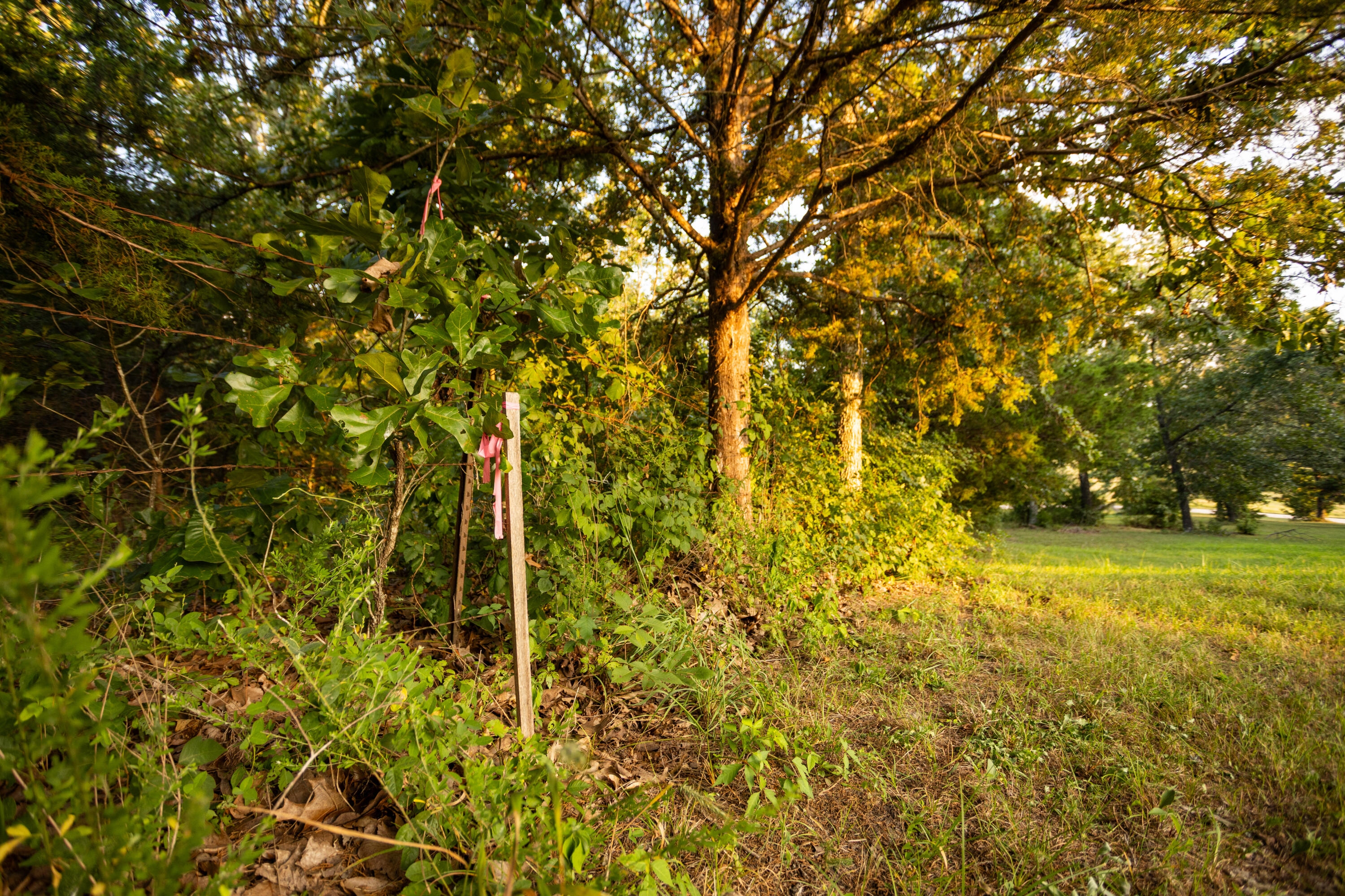 Photo 29 - Land for sale – 000  Missouri 125 S   Garrison, MO