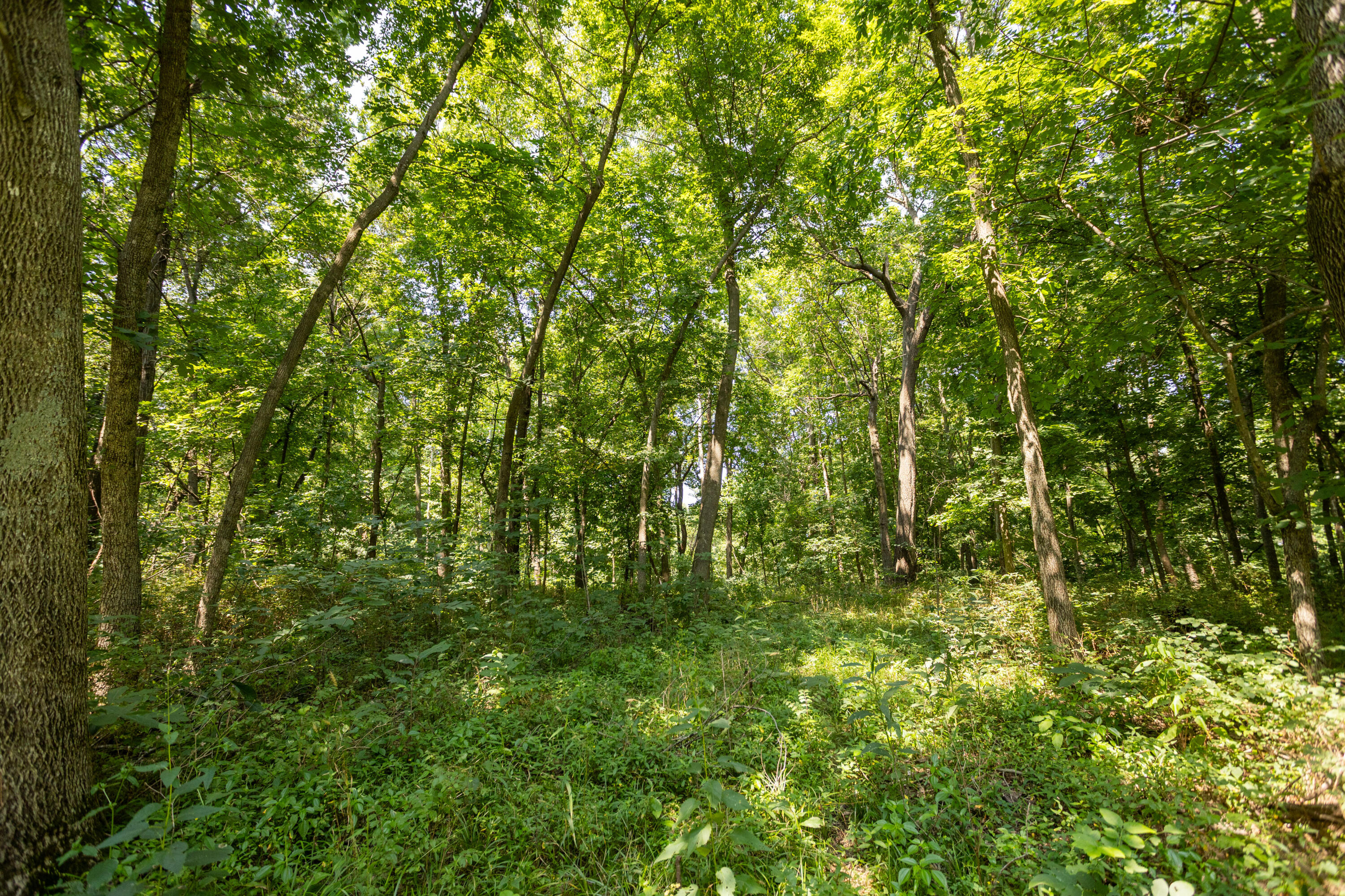 Photo 119 - Farm for sale – 1059 NE 100th Road  Sheldon, MO