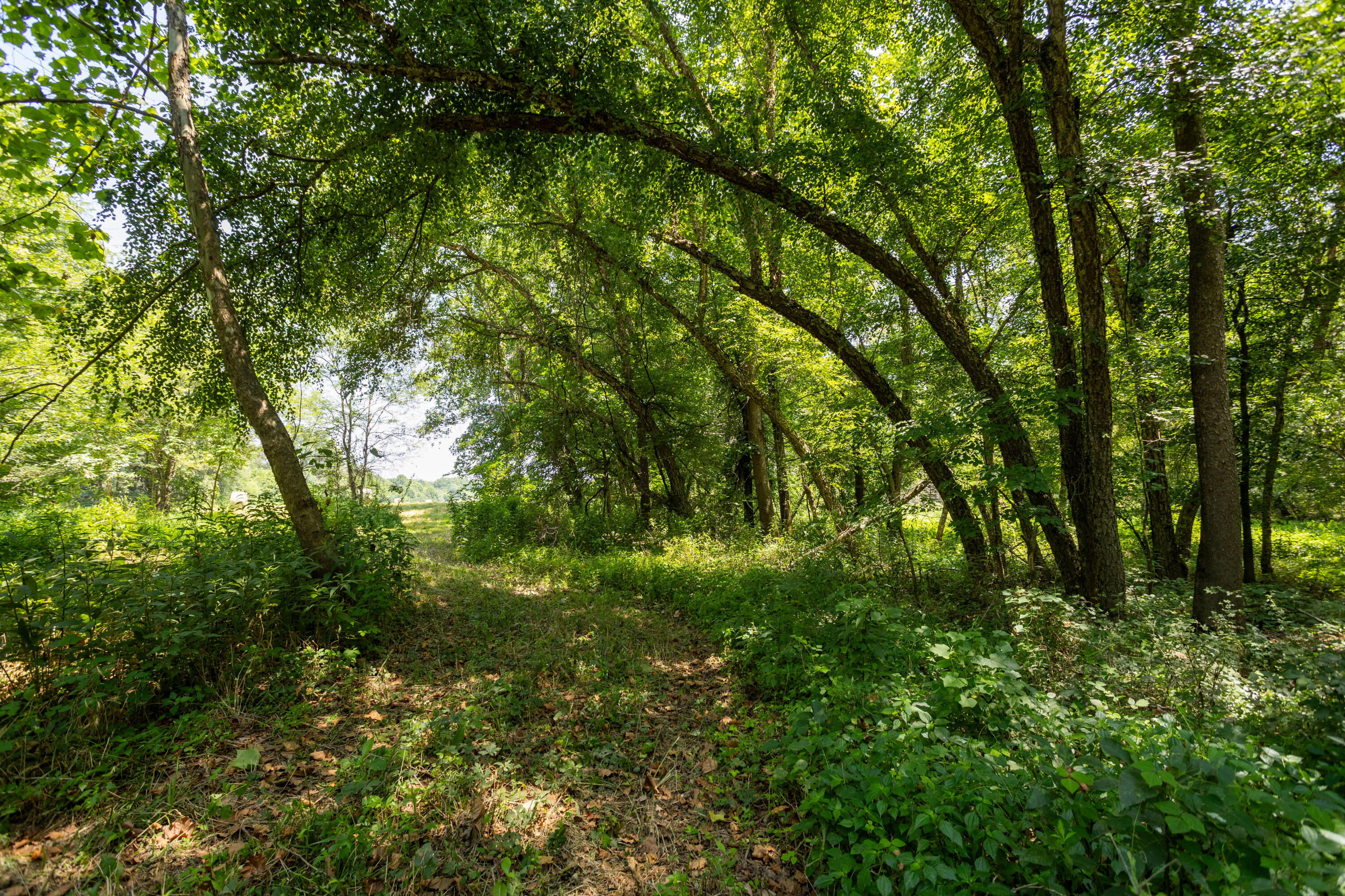 Photo 142 - Farm for sale – 1059 NE 100th Road  Sheldon, MO