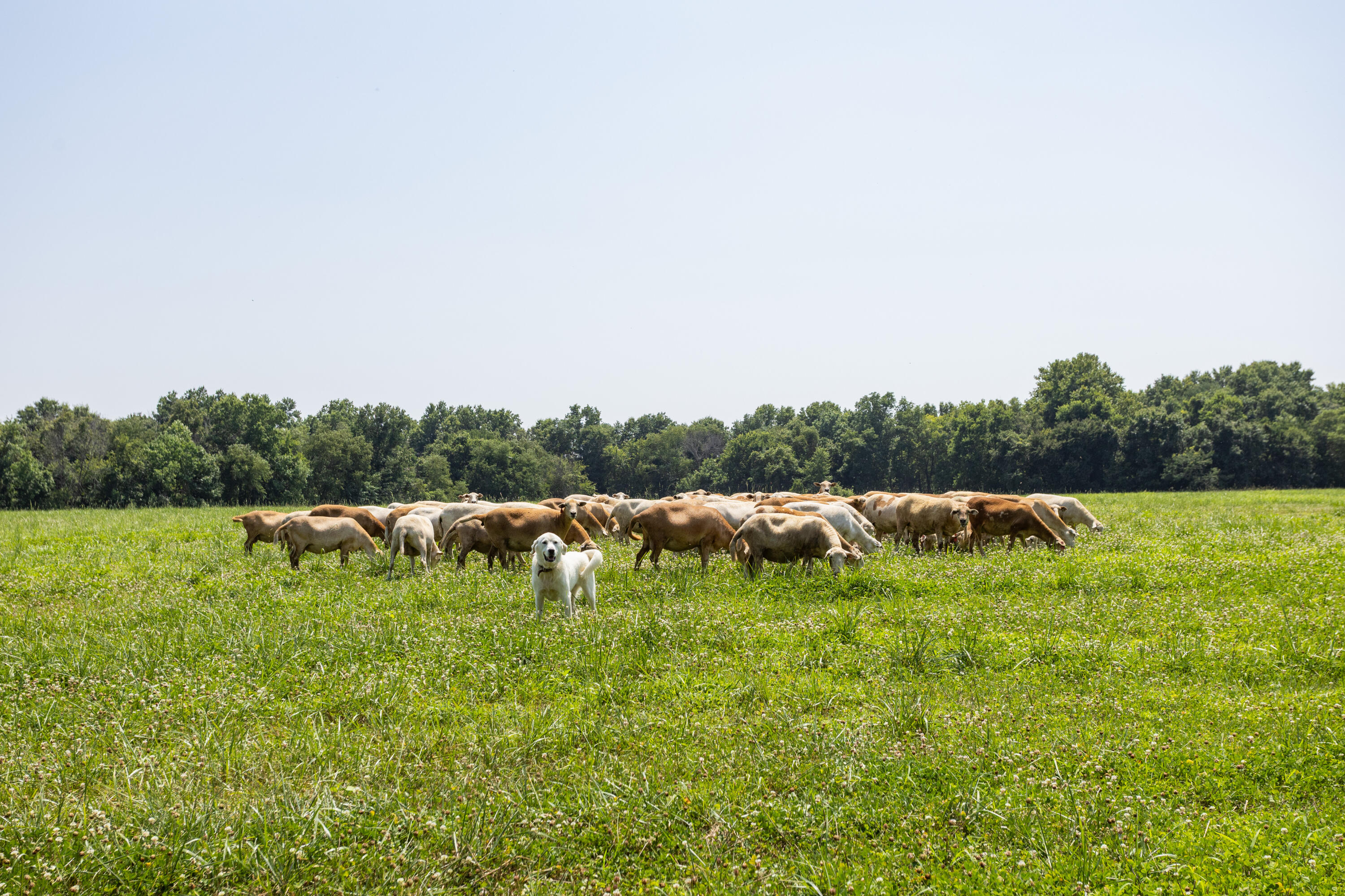 Photo 118 - Farm for sale – 1059 NE 100th Road  Sheldon, MO